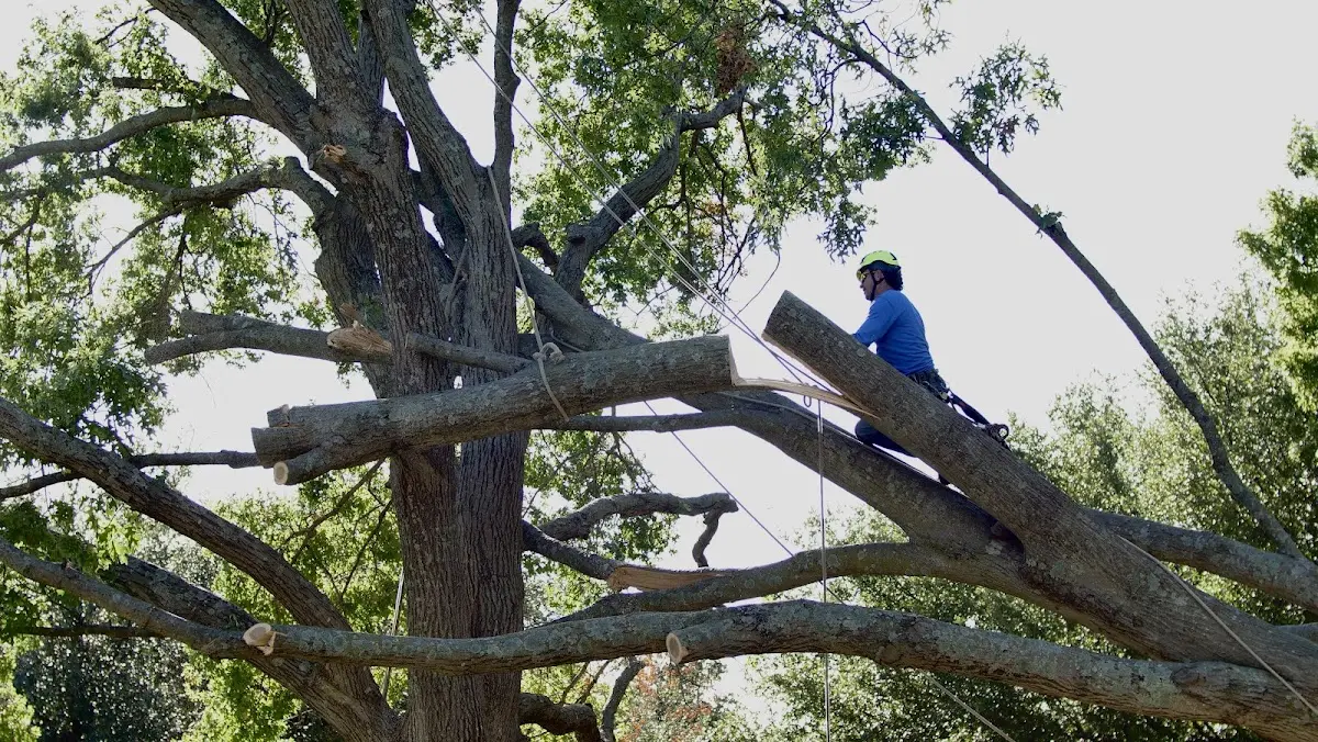 Professional Hazardous Tree Removal performed by certified arborists in Swanquarter